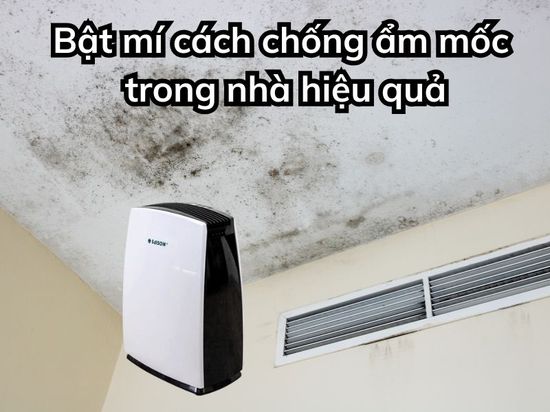 Bật mí cách chống ẩm mốc trong nhà hiệu quả