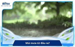 Mùi mưa từ đâu ra? Giải mã mùi hương quen thuộc của đất trời