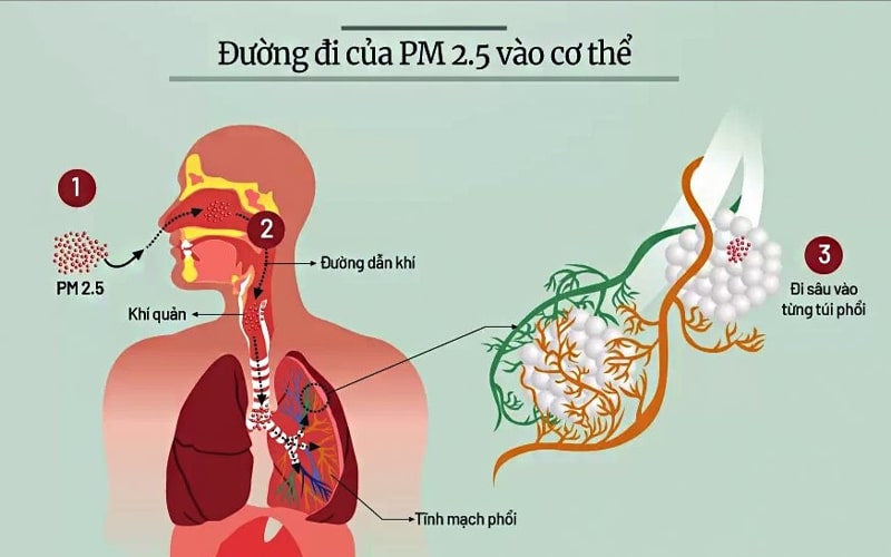 Bụi mịn PM2.5 dễ dàng đi vào cơ thể