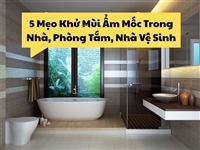 5 Mẹo Khử Mùi Ẩm Mốc Trong Nhà, Phòng Tắm, Nhà Vệ Sinh