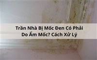 Trần Nhà Bị Mốc Đen Có Phải Do Ẩm Mốc? Cách Xử Lý