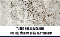 Tường Nhà Bị Mốc Đen: Dấu Hiệu Cảnh Báo Độ Ẩm Cao Trong Nhà